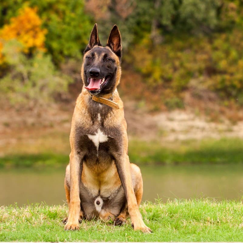 Belgian Malinois
