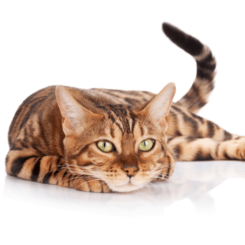 Bengal