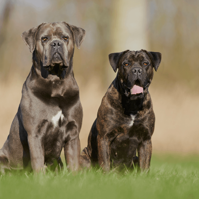 Cane Corso