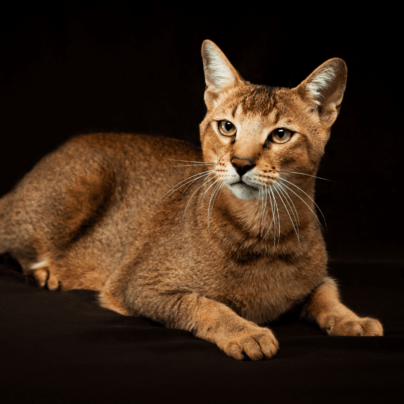 Chausie