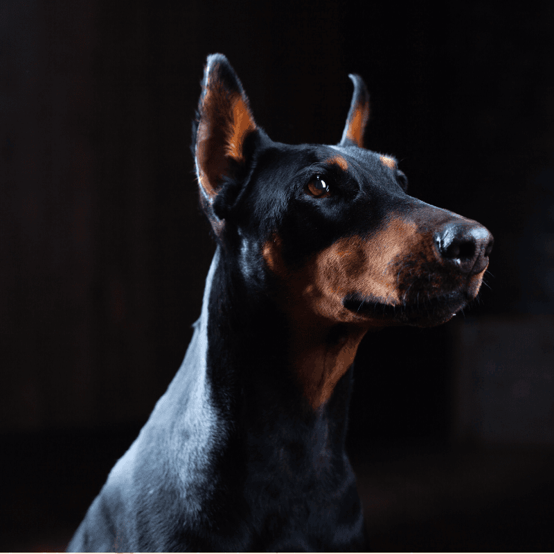 Doberman