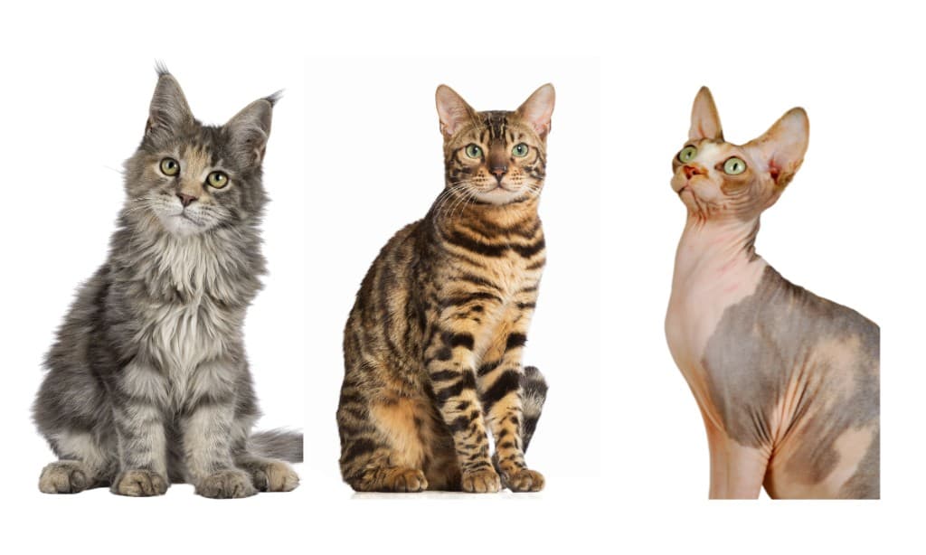 Exotic cats
