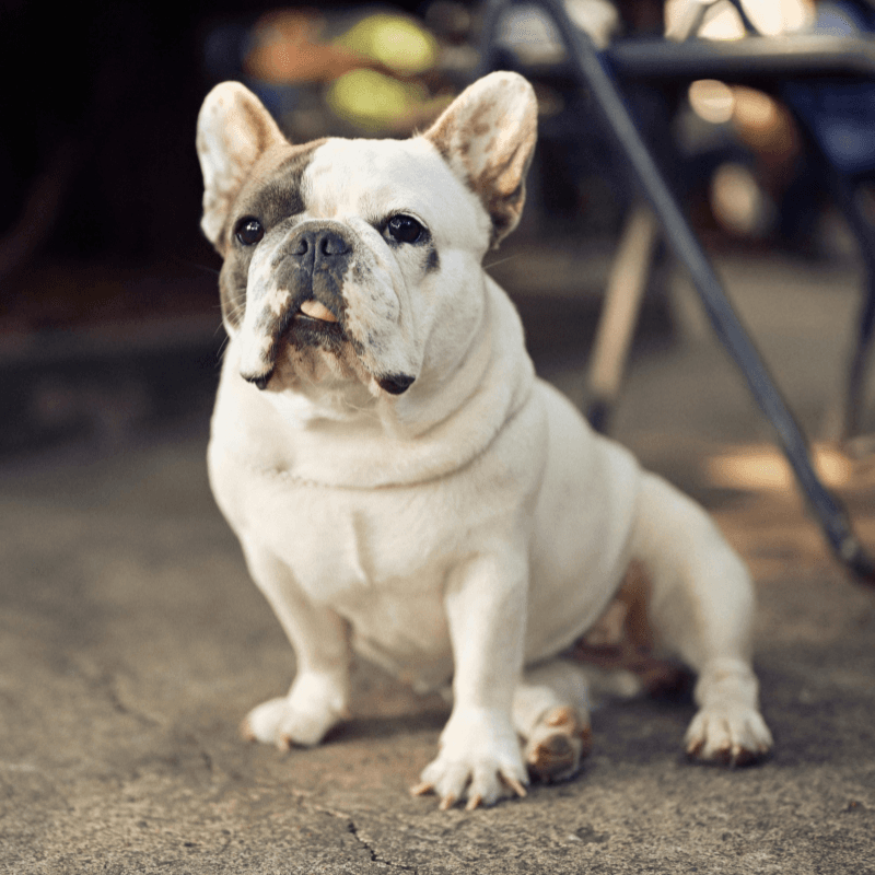 French Bulldog
