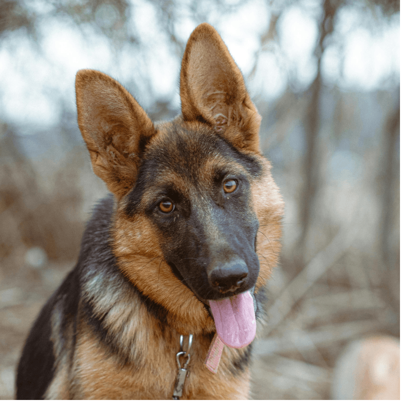 German Shepherd
