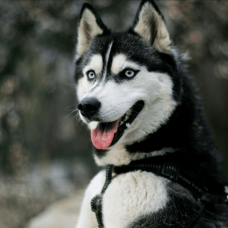 Husky