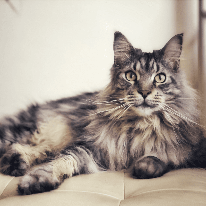 Maine Coon