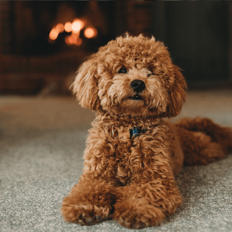Poodle
