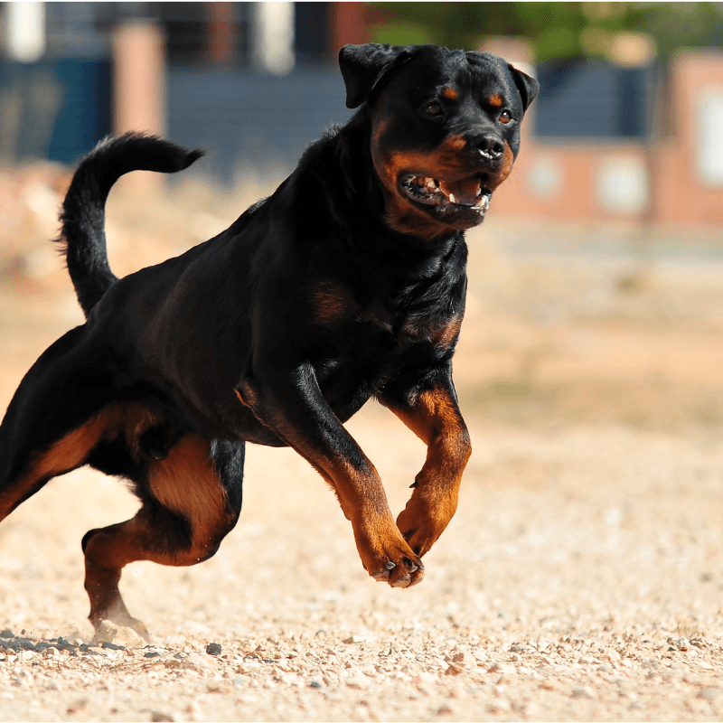 Rottweiler