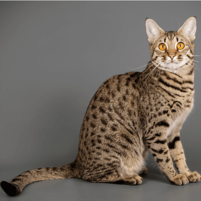 Savannah