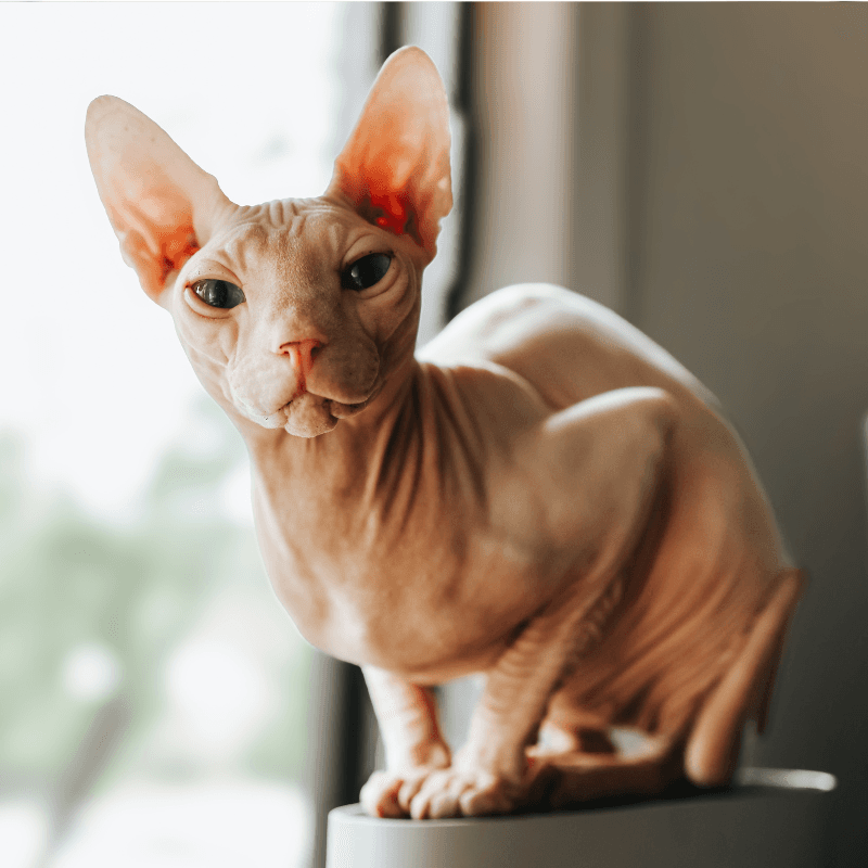 Sphynx