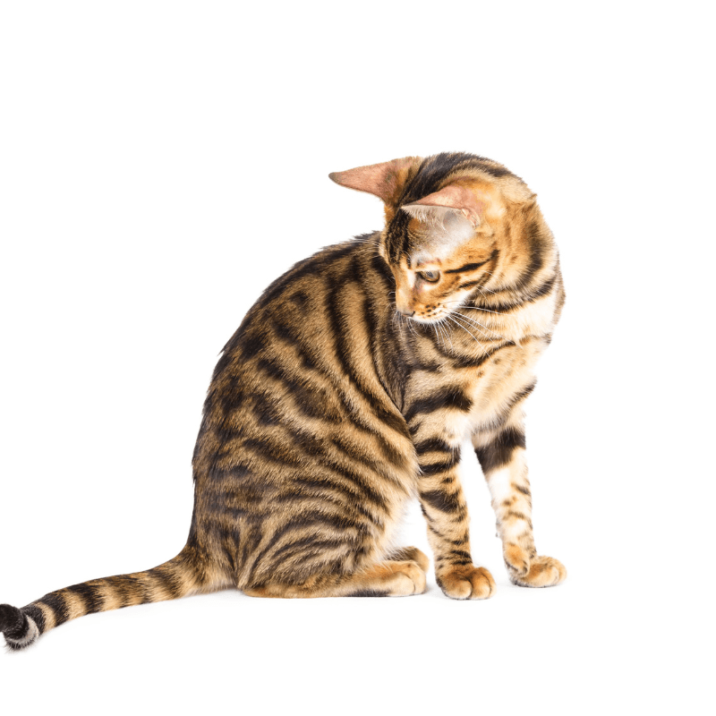 Toyger